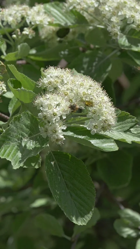 Bees pollinating mountain ash tree flowers, slow motion, Italy Видео 335680506