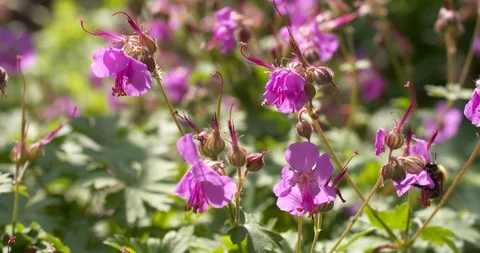 Bees pollinating one flower after another, 4K Stock Footage 90175949