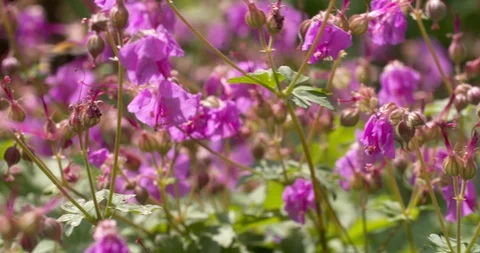 Bees pollinating one flower after another, 4K Stock Footage 90176115