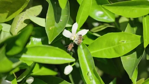 Bees pollinating an orange tree in slow motion in spring Stock Footage 311096033