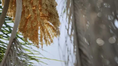 Bees Pollinating Palm Tree Blossom 2 Stock Footage 10851984