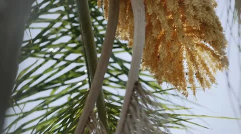 Bees Pollinating Palm Tree Blossom Stock Footage