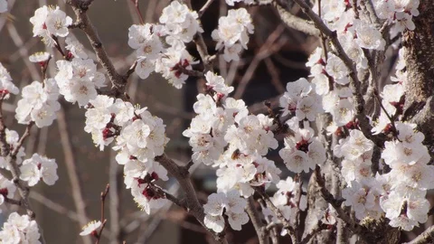 Bees pollinating peach flowers Stock Footage 105678337