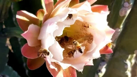 Bees Pollinating Peruvian Apple Cactus Flower - Tucson, Arizona Video stock 248193077