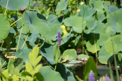 Bees Pollinating Stock Photos