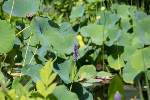 Bees Pollinating Stock Photos