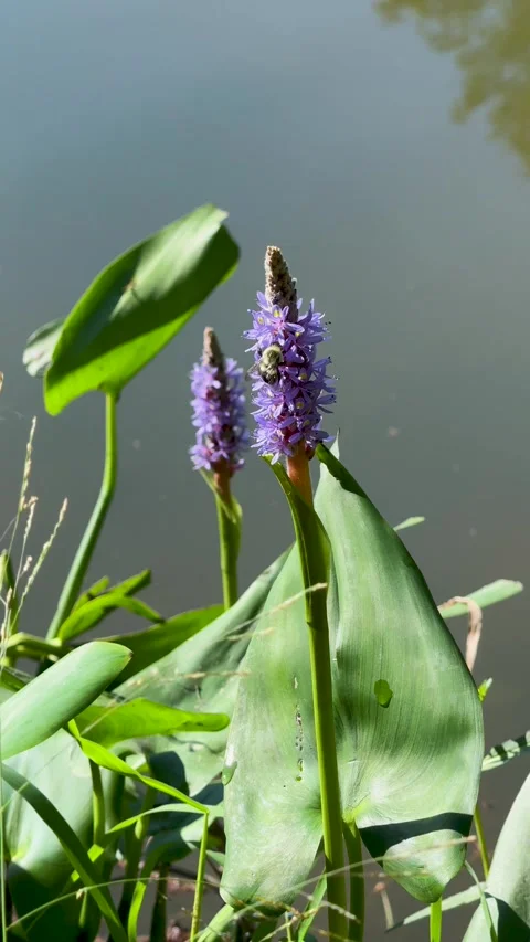 Bees Pollinating Pickerelweed Flowers in Bright Natural Sunlight Stock Footage 345456970