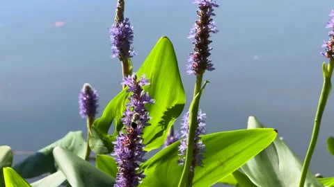 Bees Pollinating Pickerelweed Flowers Stock Footage 345457038