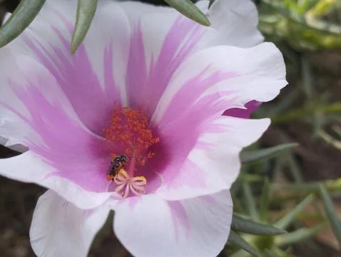 Bees Pollinating Pink and White Portulaca Grandiflora Flowers Stock Photos