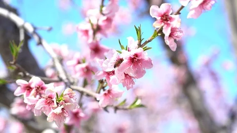 Bees Pollinating, Pink Blossom Tree, Blossom Trail, Bees Buzzing, 4K 库存影片 105155221