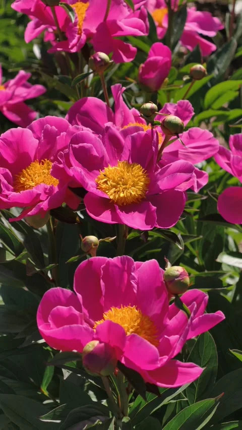 Bees Pollinating Pink Peony Flowers Vertical 4K Slow Motion Stock-Footage 336712873