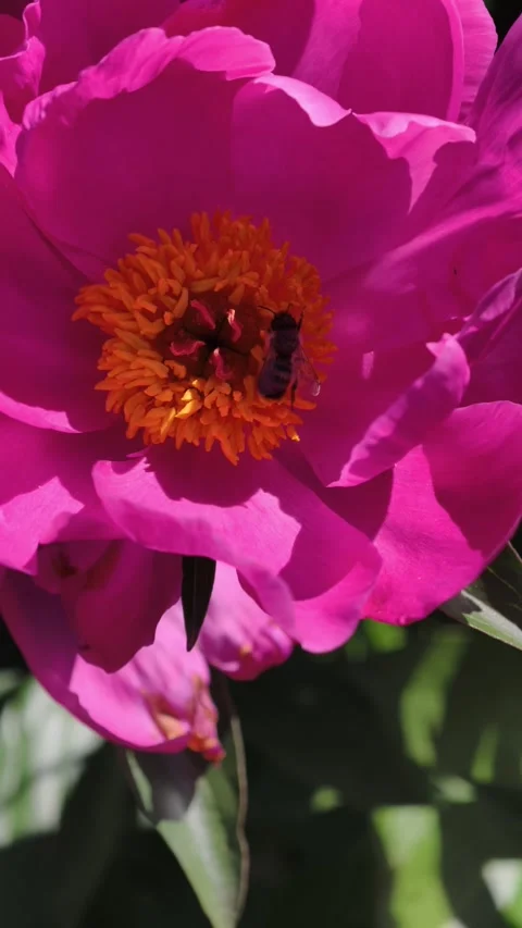 Bees Pollinating Pink Peony Flowers 4K Vertical Slow Motion Stock Footage 336712951