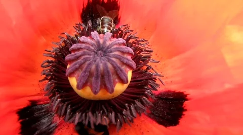 Bees pollinating poppy Stock Footage 738258