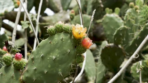 Bees pollinating prickly pear cactus flowers Stock Footage 89213504