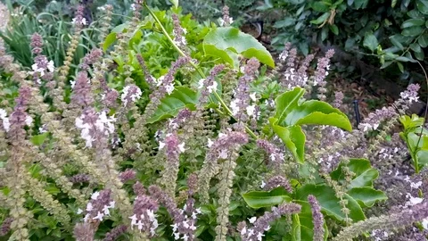 Bees Pollinating Purple and White Flowers 库存影片 82263392
