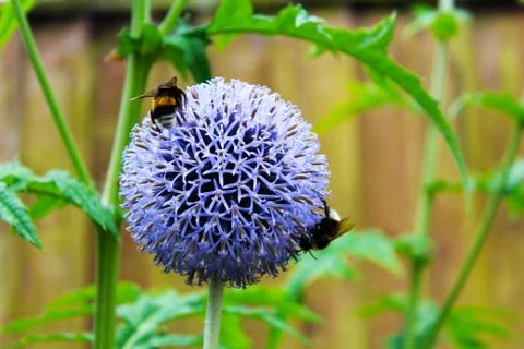 Bees pollinating a purple flower Stock Photos