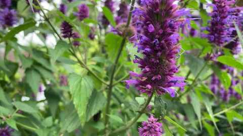 A bees pollinating a purple flower while drinking nectar Video stock 136037259