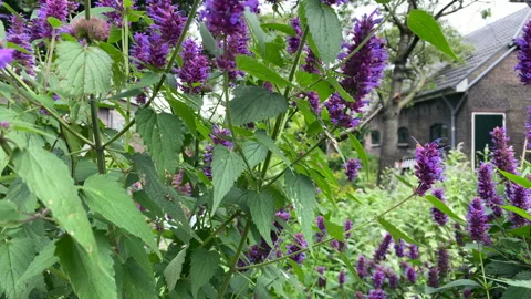 A bees pollinating a purple flower while drinking nectar Stock Footage 136048432