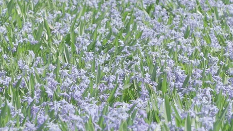 Bees pollinating purple flowers during spring in Sweden - slow motion. Stock Footage 89524317