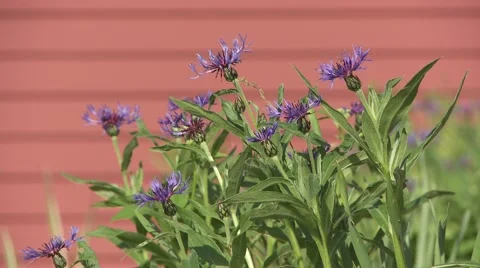 Bees pollinating purple flowers Stock Footage 64220999