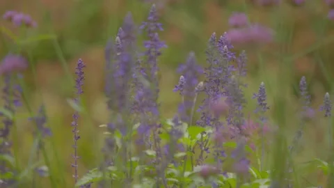 Bees pollinating purple flowers Video stock 344996173