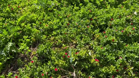 Bees Pollinating Red Flower Vegetation 4K 60FPS Stock Footage 195316964