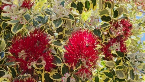 Bees pollinating red flowers. Pollination. Insects pollinating brightly colored Stock Footage 346510495