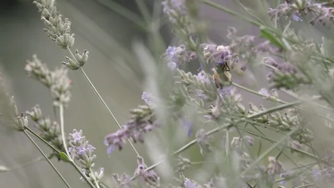 Bees Pollinating in Slow Motion 02 Stock Footage 87509815