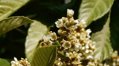 Bees Pollinating. Slow Motion Stock Footage 8038651