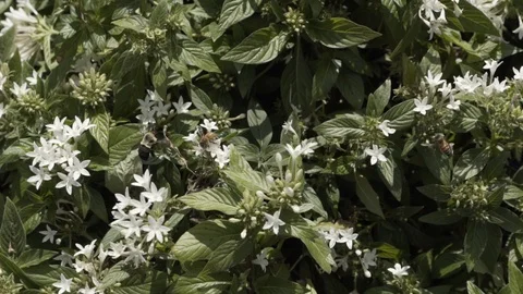Bees Pollinating in slow motion Stock Footage