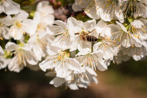 Bees pollinating a sour cherry tree branch full of blooming white flowers Stock Photos