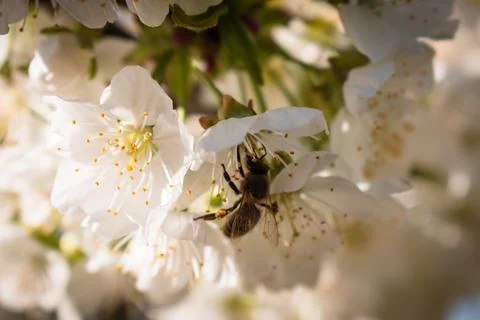 Bees pollinating a sour cherry tree branch full of blooming white flowers Stock Photos