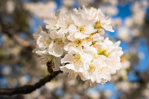 Bees pollinating a sour cherry tree branch full of blooming white flowers Stock Photos