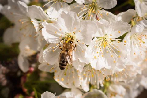 Bees pollinating a sour cherry tree branch full of blooming white flowers Stock Photos