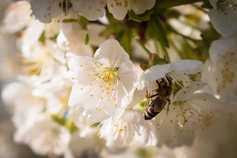Bees pollinating a sour cherry tree branch full of blooming white flowers Stock Photos