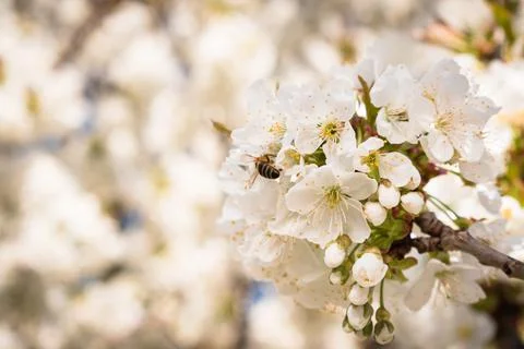 Bees pollinating a sour cherry tree branch full of blooming white flowers Stock Photos
