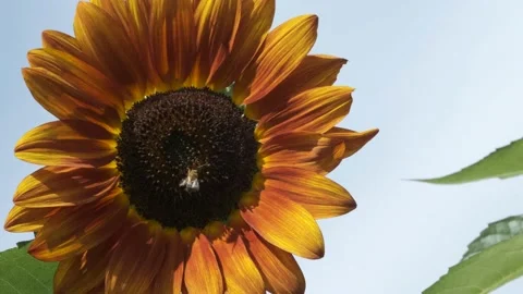 Bees pollinating a sunflower bloom Stock Footage 138119863