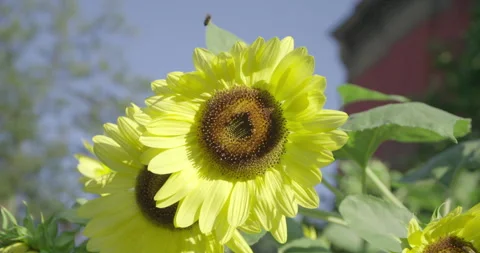 Bees pollinating a sunflower blowing in the wind. Stock Footage 314962594