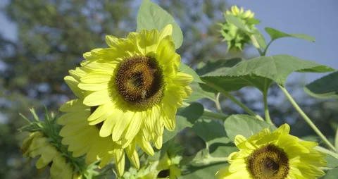 Bees pollinating a sunflower blowing in the wind. Stock Footage 314962733