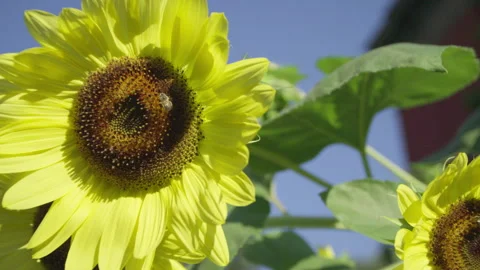 Bees pollinating a sunflower blowing in the wind. Stock Footage 314962773