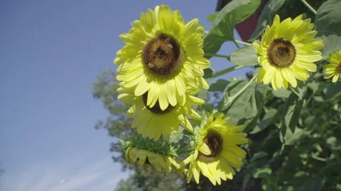 Bees pollinating a sunflower blowing in the wind. Video stock 314962783