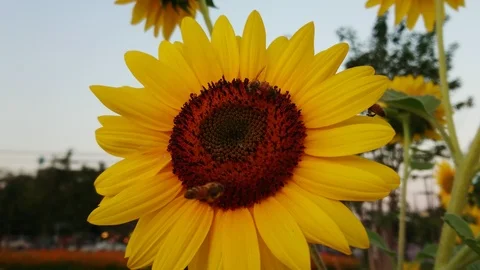 Bees is pollinating the sunflower on the day of the bright blue sky. Stock Footage 102665089