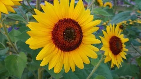 Bees is pollinating the sunflower on the day of the bright blue sky. Stock Footage 103046894