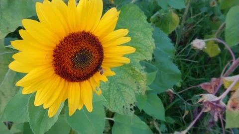 Bees is pollinating the sunflower on the day of the bright blue sky. Stock Footage 106671502