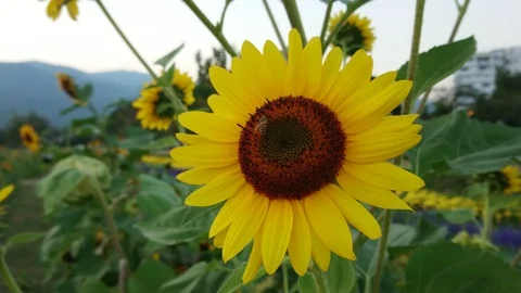 Bees is pollinating the sunflower on the day of the bright blue sky. Stock Footage 113102403