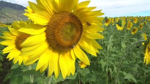 Bees Pollinating Sunflower, Extreme Close Up. Stock Footage 74461536