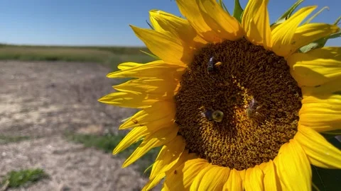 Bees pollinating sunflower Stock Footage 221723765