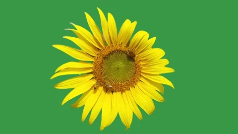 Bees Pollinating Sunflower on Green Screen Stock Footage 339499200