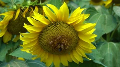 Bees pollinating a sunflower that moves in the wind Stock Footage 147956367