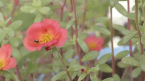 Bees pollinating table rose Video stock 219687388